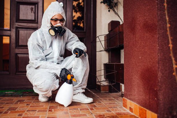 Reliable Wasp Removal contractor in Queen Creek, AZ by Show Me Pest Control